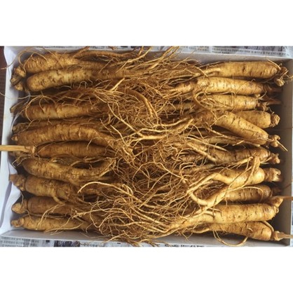 sâm nhân phương